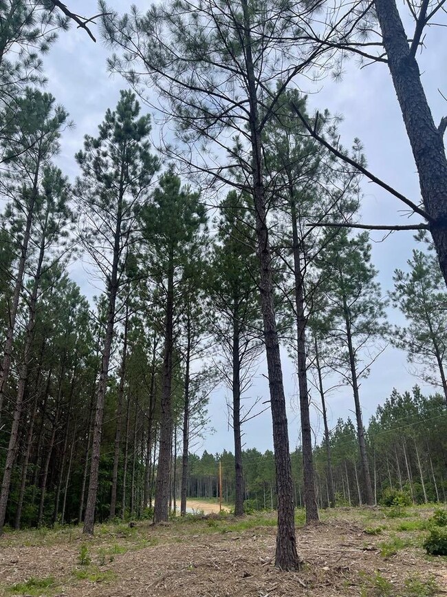 View of local wilderness