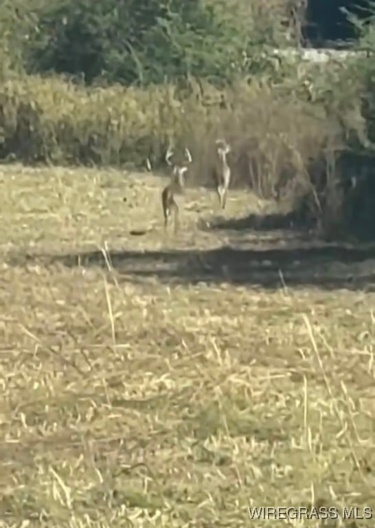 6.74 Acres Huskey Rd, Dothan, AL 36303 - photo 4