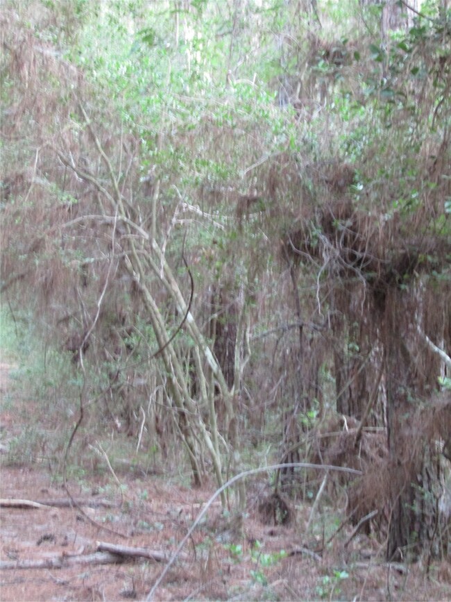 2.53 Acres Hackberry Dr, Plantersville, TX 77363 - photo 6