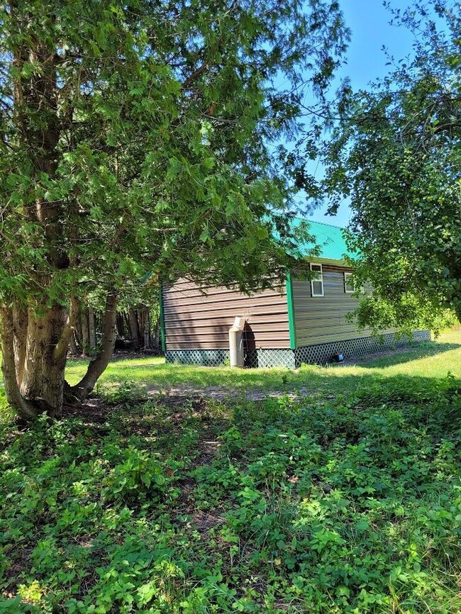 BB back of cabin with cedar tree