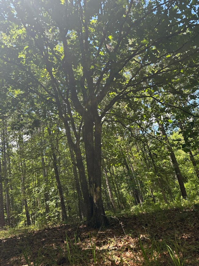 Lot 27 Honeysuckle Trail, Lincolnton, GA 30817 - photo 6