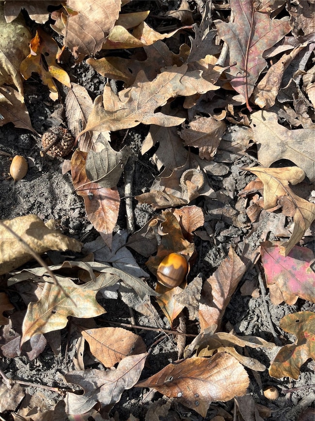 TBD State Highway 155, Winona, TX 75792 - photo 4