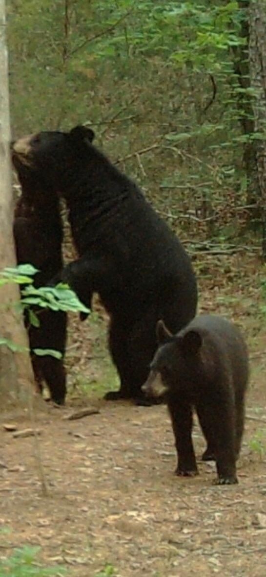 Tract 2 Benson Ln, Heavener, OK 74937 - photo 7