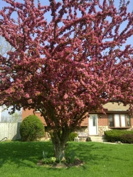 12987 Colfax St, Cedar Lake, IN 46303 - photo 3