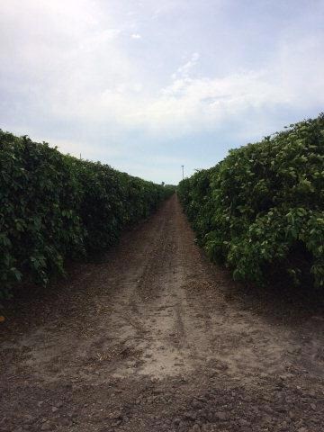 NN Sioux Rd, Donna, TX 78537 - photo 3