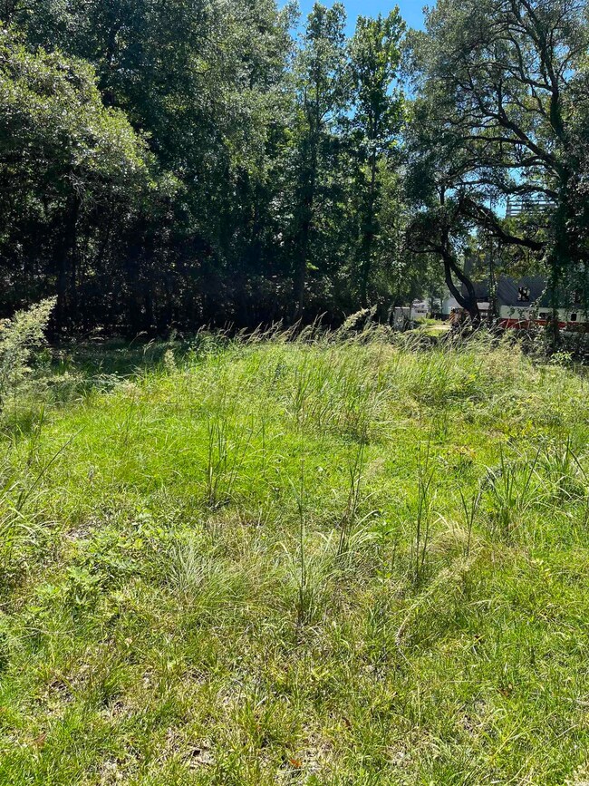 View of local wilderness
