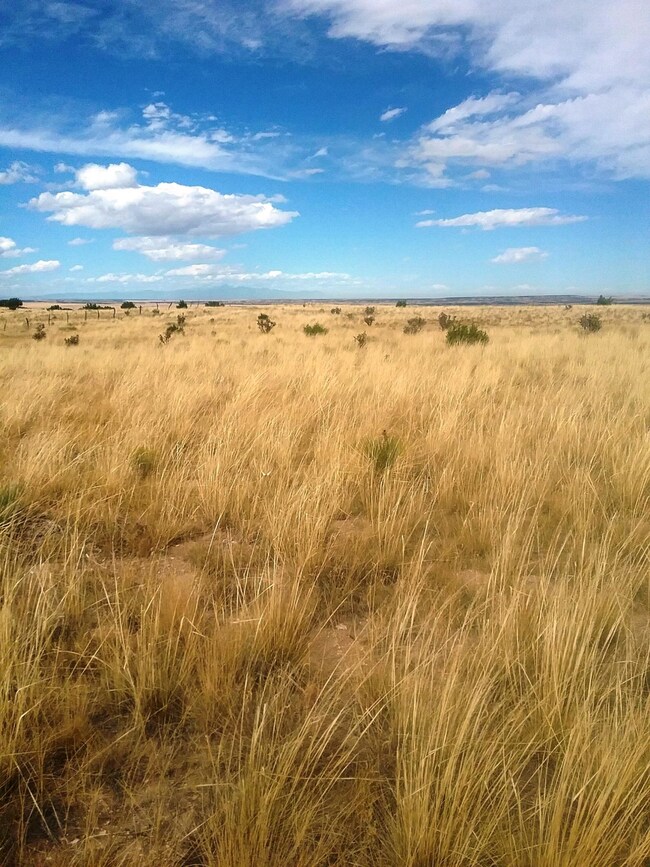 Lot 135 TRR grassland