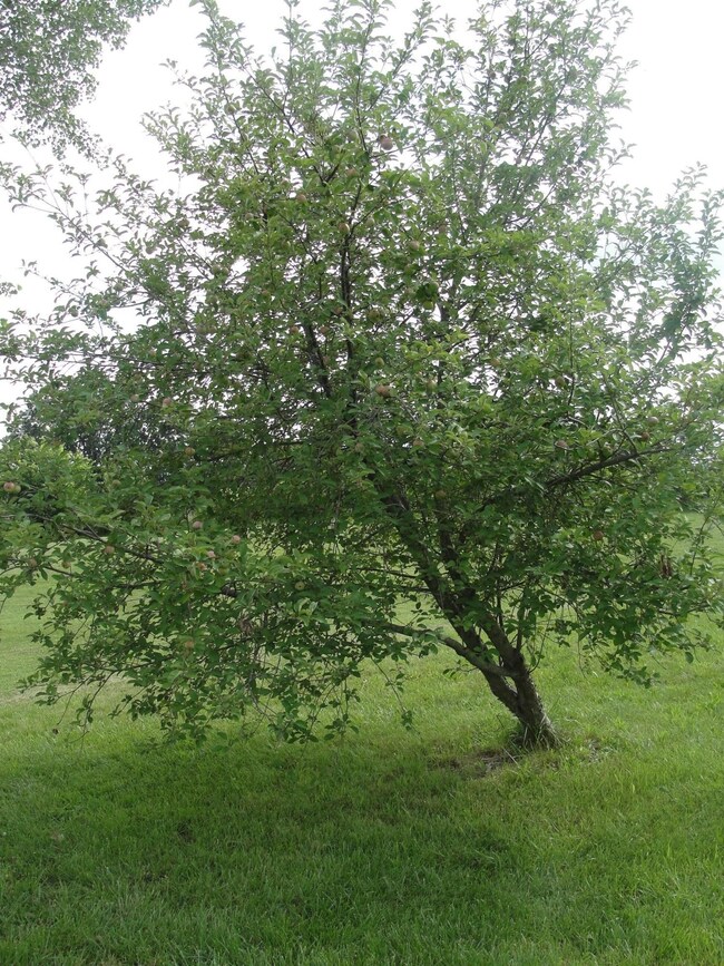 Apple tree