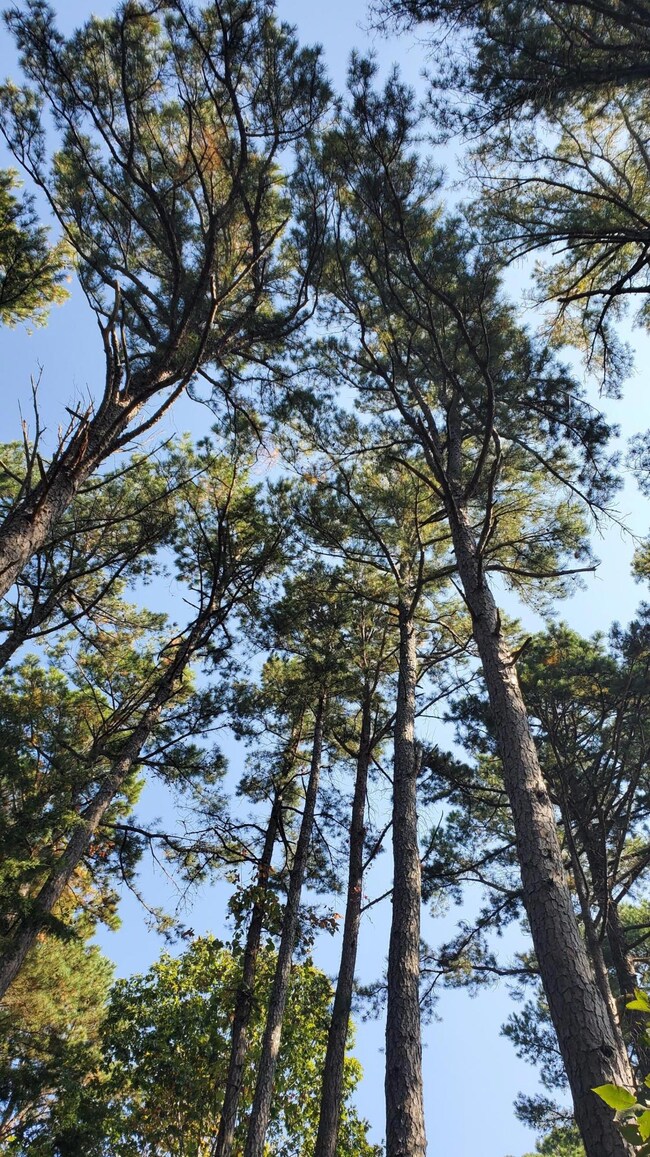 Mature Pines