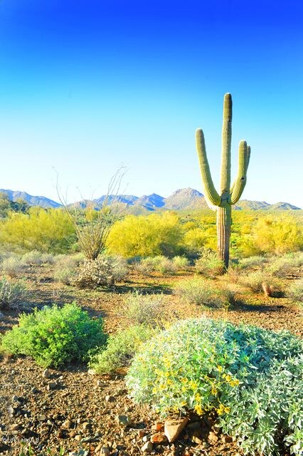 R-Lot#31 Desert Tortoise Trail-Eagles Ne