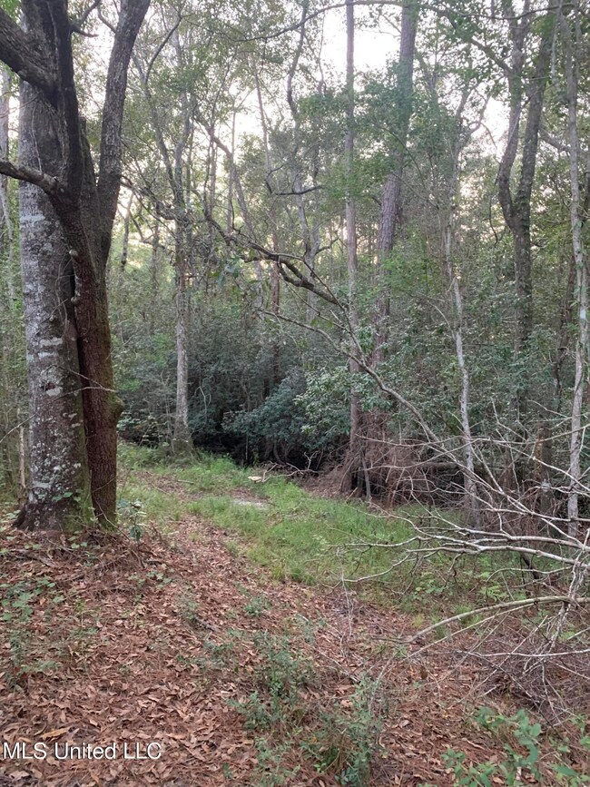 Back of property- creek side