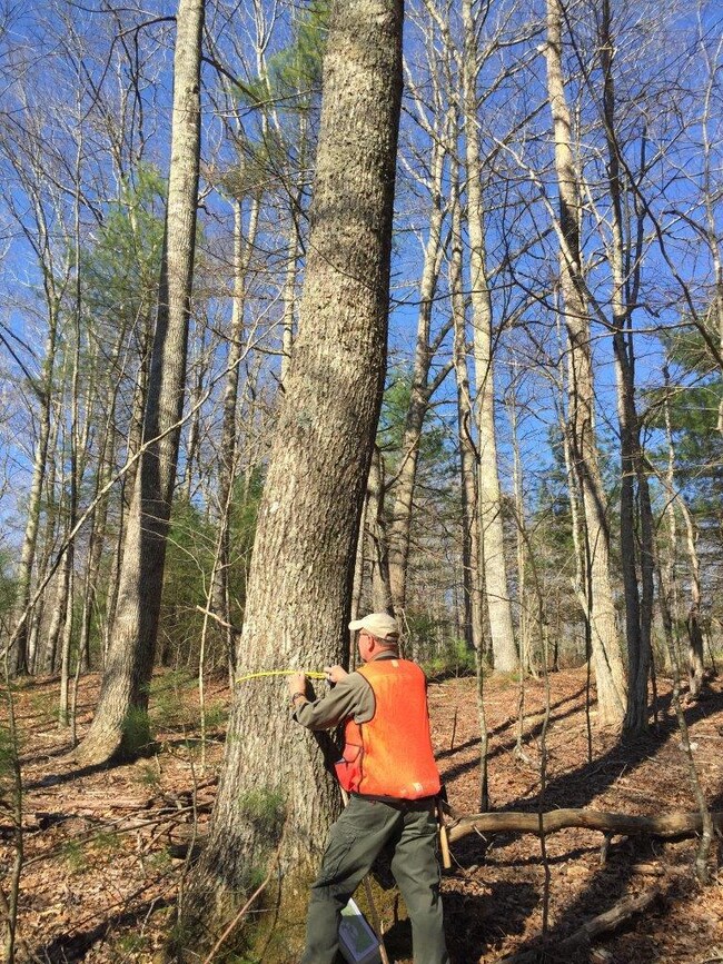timber