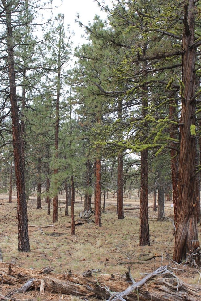 70274 Pinto, Sisters, OR 97759 - photo 4