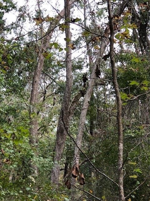 0 Stanley Dr unit 1, Crawfordville, FL 32327 - photo 5