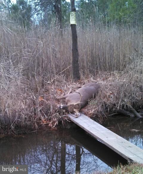 0 Andrews Rd unit 1001675899, Crapo, MD 21626 - photo 7