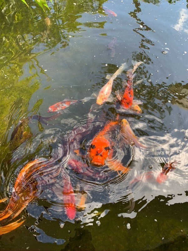 Lucky Koi greet you upon your return