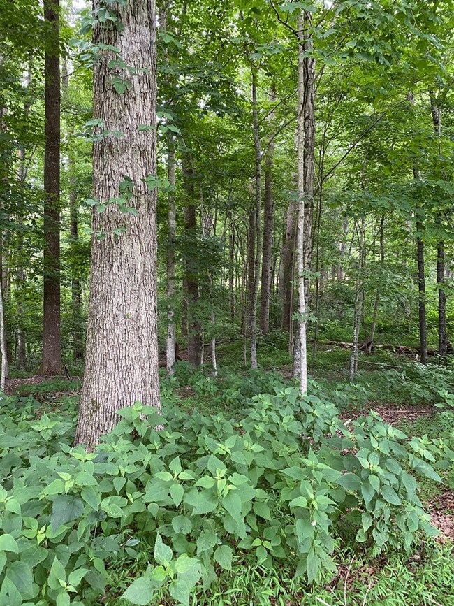 Lot 1 Ramsey Ln, Cookeville, TN 38501 - photo 6