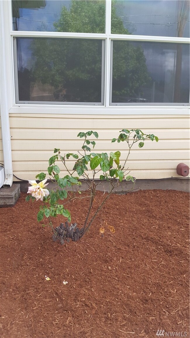 561 SW Cascade Ave, Chehalis, WA 98532 - photo 5