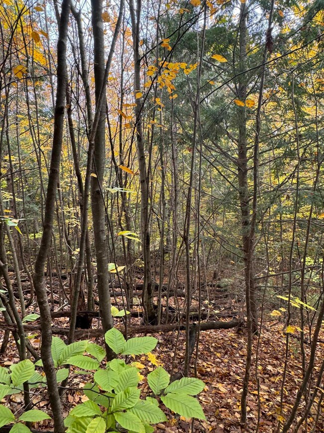 20 Sagamore Rd, Gilford, NH 03249 - photo 4