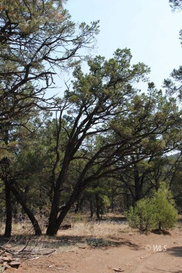 Pinon
