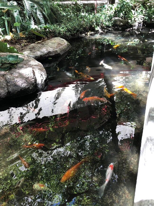 Pond and fountain in courtyard!