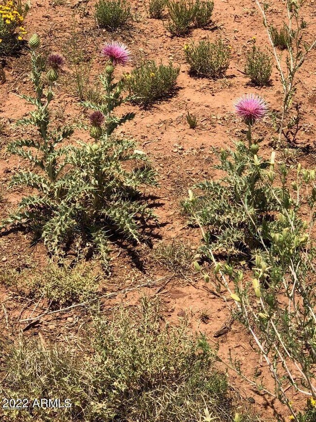 wild flowers