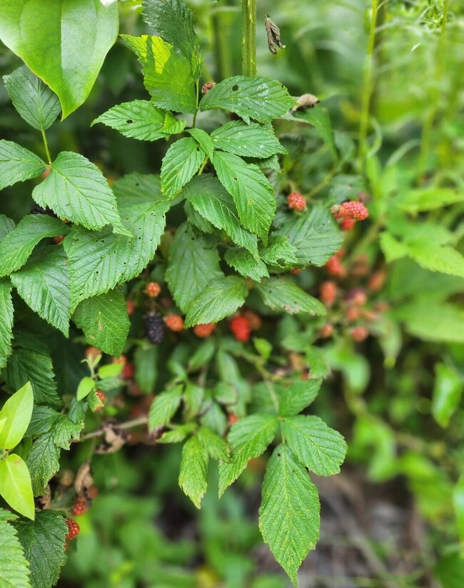 Blackberry Bushes