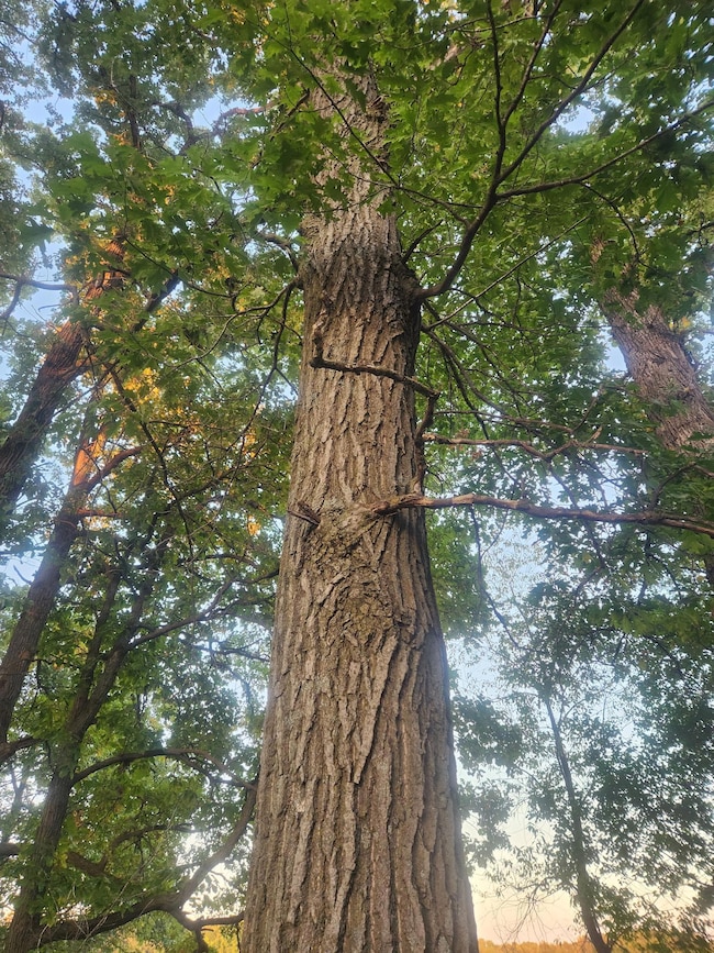 TBD 401st Ave NW, Dalbo Township, MN 55017 - photo 4