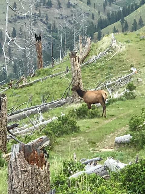 Lot 6 Dickson Creek Rd, Darby, MT 59829 - photo 3