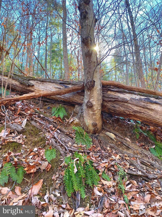 TBD Lot C 0 Etlan Rd, Etlan, VA 22719 - photo 2