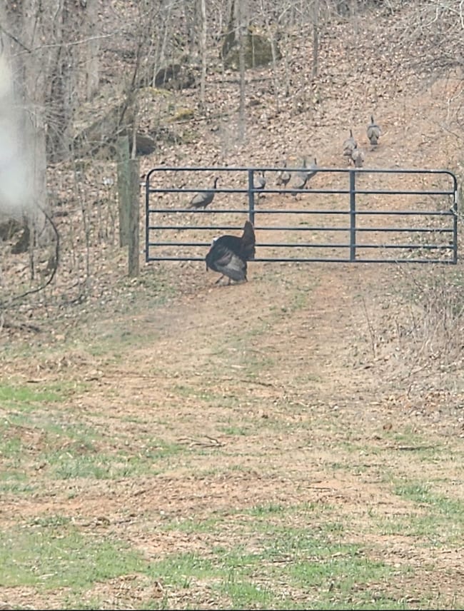 0 Allens Creek Rd unit RTC3007283, Hohenwald, TN 38462 - photo 6