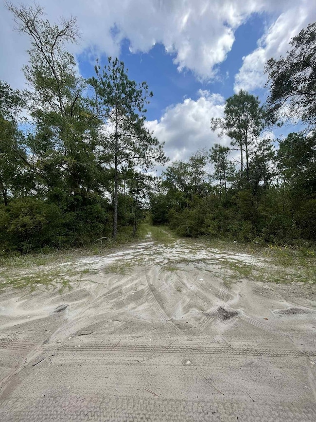 xx Otter Creek Rd, Sopchoppy, FL 32358 - photo 5