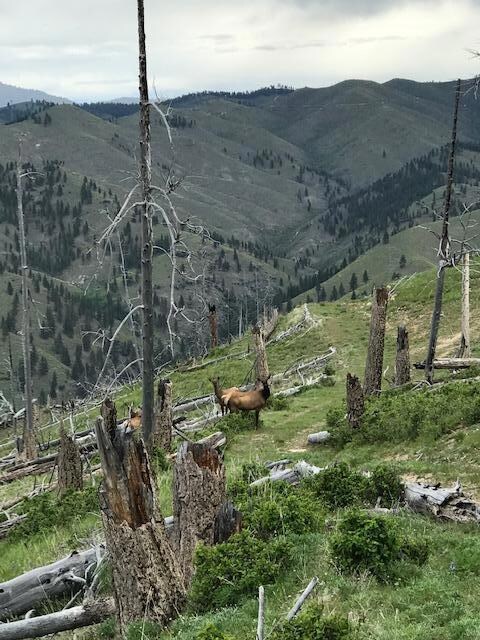 Lot 6 Dickson Creek Rd, Darby, MT 59829 - photo 4