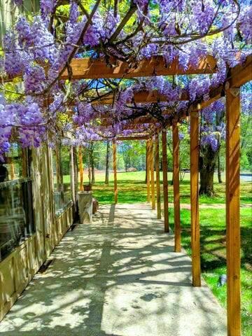 wysteria cool