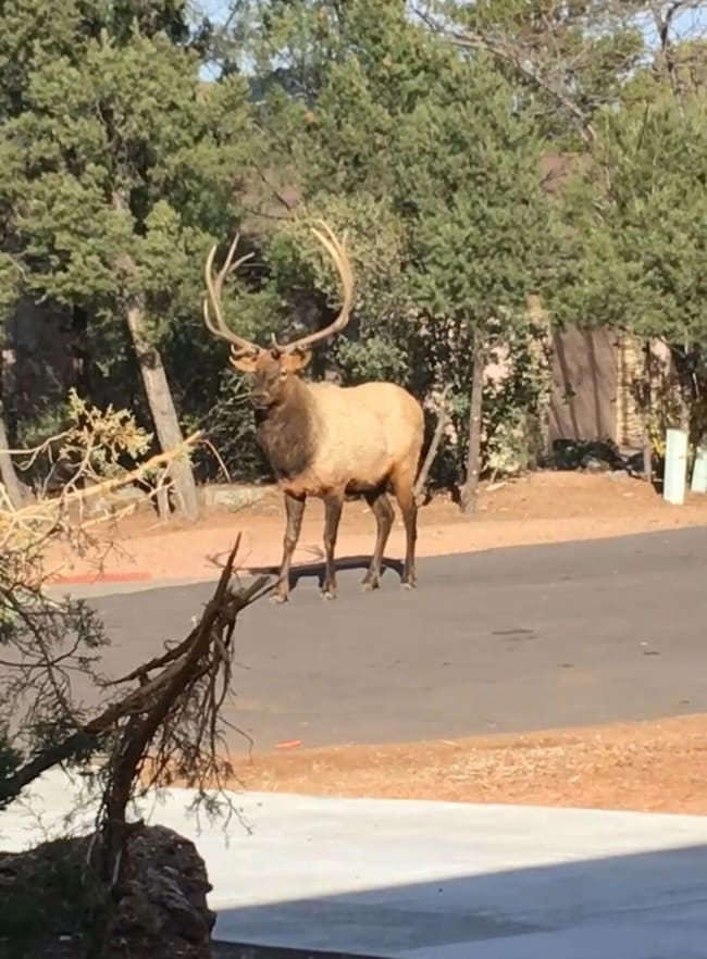 1201 N Alpine Heights Dr, Payson, AZ 85541 - photo 3