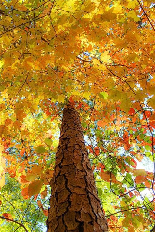 Handsome trees