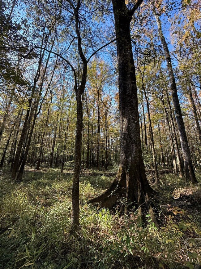 0 Highway 19 unit 25580670, Kosciusko, MS 39090 - photo 6