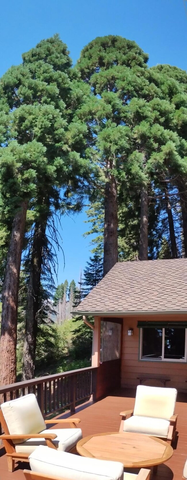 5-Cluster of giant sequoias next to cabi