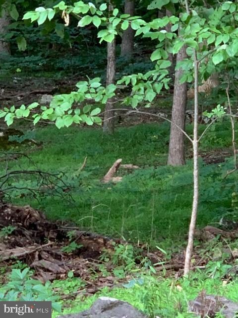 0 Wilderness Rd unit VAWR137604, Linden, VA 22642 - photo 7