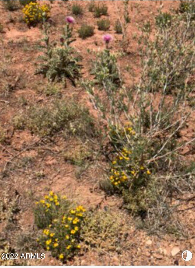natural vegetation