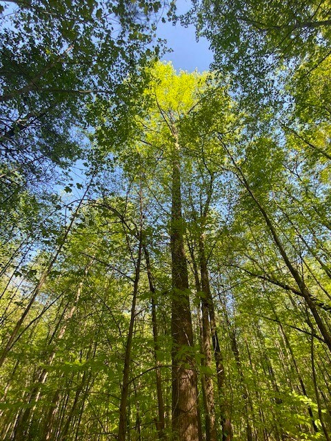 Lot 12 Ledbetter Ln, Walhalla, SC 29691 - photo 5