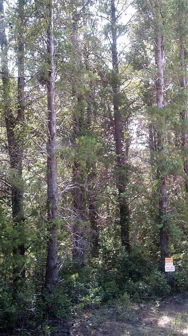 0 Sea Horse Dr 2nd unit 1 292596, Perry, FL 32348 - photo 7