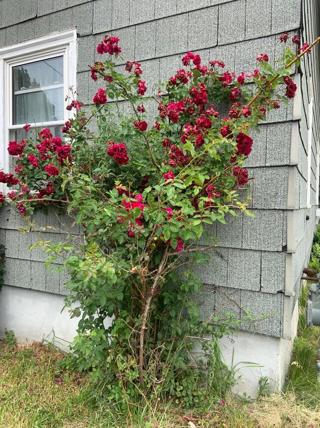 Roses