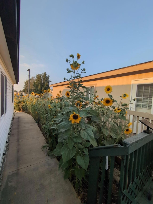 Sunflowers Mariposa