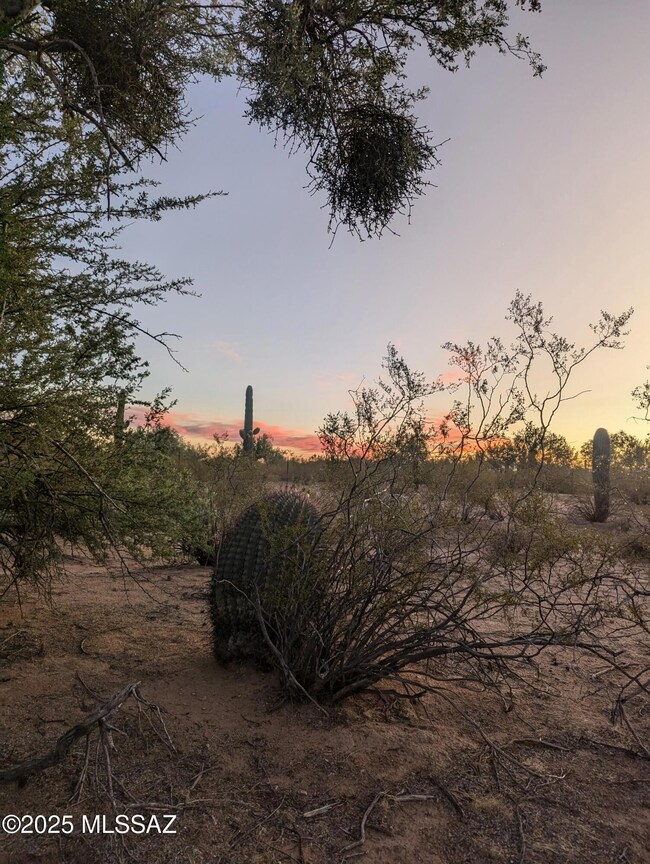 Vegetation