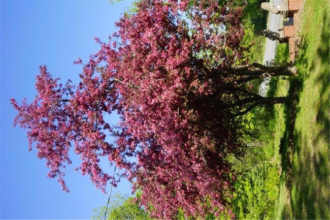 flowering crabapple on the front walkway