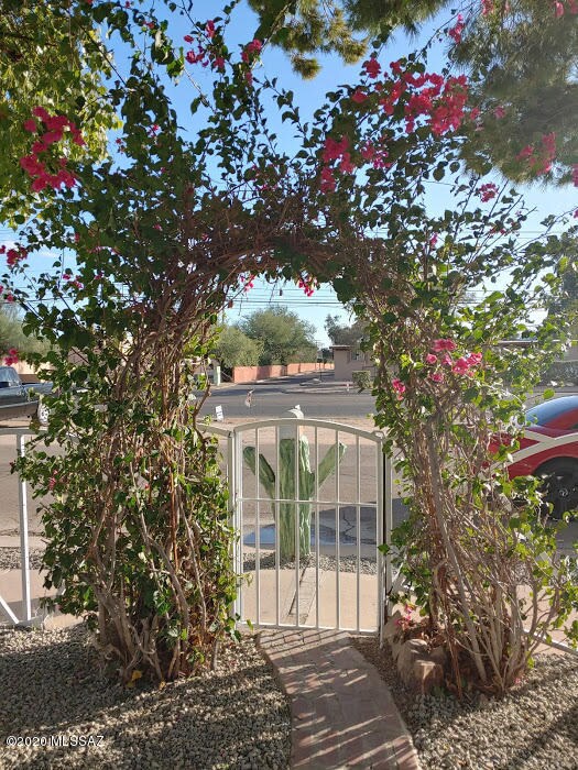 Bougainvillea arch