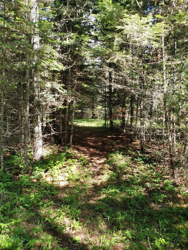 209 & 213 Sherman Ln, Bigfork, MT 59911 - photo 4