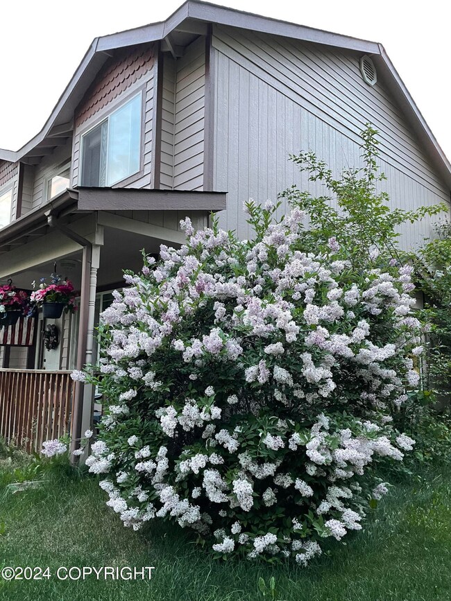 Lilac near house