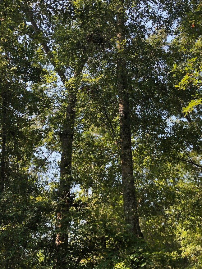 Lot 3 Crossno, Cleveland, TX 77328 - photo 2